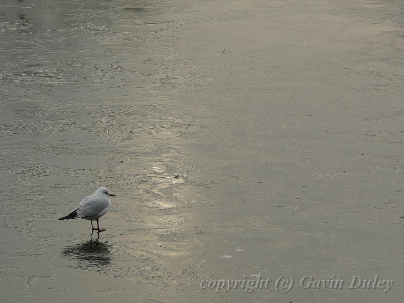 Gull and ice patterns, Winter, Hampstead Heath P1070560.JPG